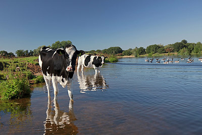 BUITEN BEELD Foto: 358107