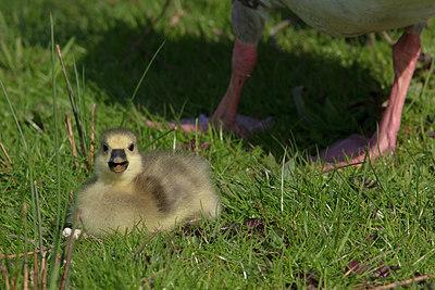 BUITEN BEELD Foto: 358133