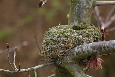 BUITEN BEELD Foto: 358141