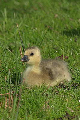 BUITEN BEELD Foto: 358144