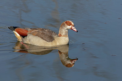 BUITEN BEELD Foto: 358145