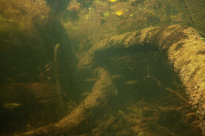 BUITEN BEELD Foto: 358162