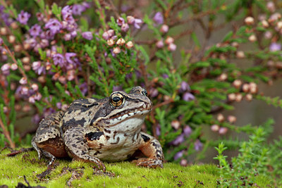 BUITEN BEELD Foto: 358347