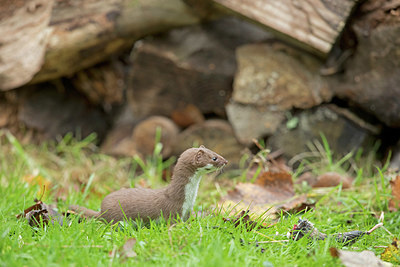BUITEN BEELD Foto: 358433