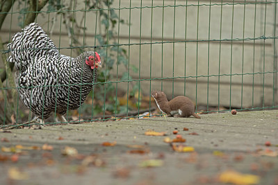 BUITEN BEELD Foto: 358438