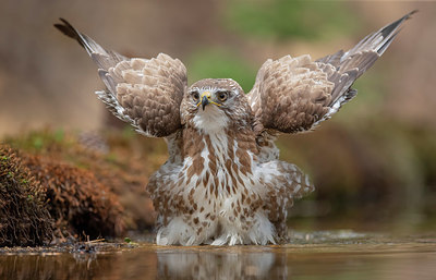 BUITEN BEELD Foto: 358486