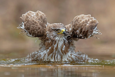 BUITEN BEELD Foto: 358487