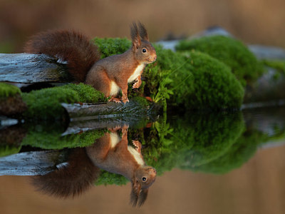 BUITEN BEELD Foto: 358499