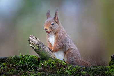 BUITEN BEELD Foto: 358501