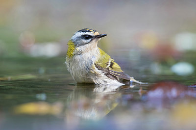 BUITEN BEELD Foto: 358512