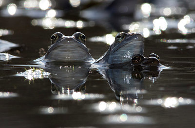 BUITEN BEELD Foto: 358518