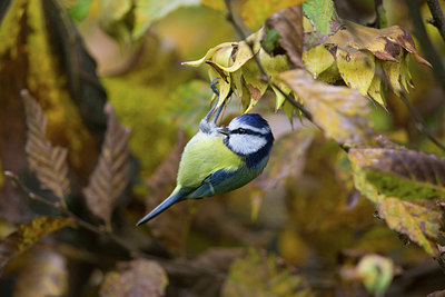 BUITEN BEELD Foto: 358534