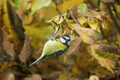 BUITEN BEELD Foto: 358535