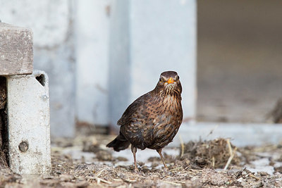 BUITEN BEELD Foto: 358537