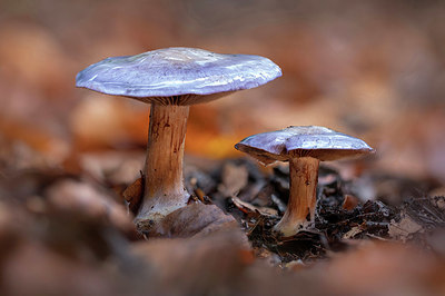 BUITEN BEELD Foto: 358542