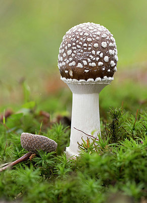 BUITEN BEELD Foto: 358544