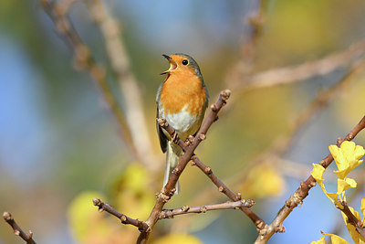 BUITEN BEELD Foto: 358557