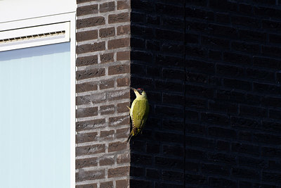 BUITEN BEELD Foto: 358565