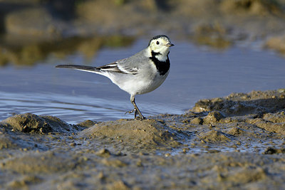 BUITEN BEELD Foto: 358569