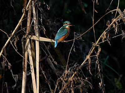 BUITEN BEELD Foto: 358570