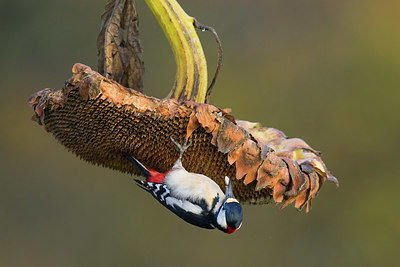BUITEN BEELD Foto: 358572