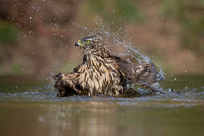 BUITEN BEELD Foto: 358579