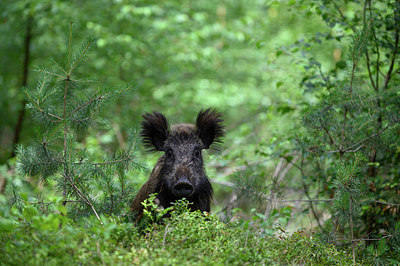 BUITEN BEELD Foto: 358592