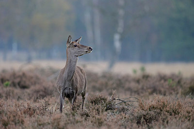 BUITEN BEELD Foto: 358594