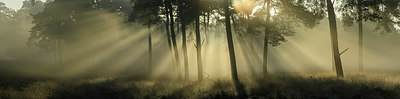 BUITEN BEELD Foto: 358616