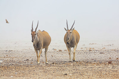 BUITEN BEELD Foto: 358634