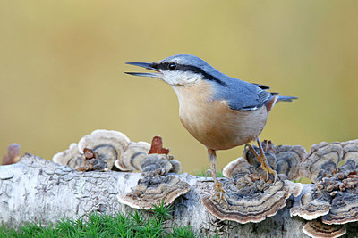 BUITEN BEELD Foto: 358658