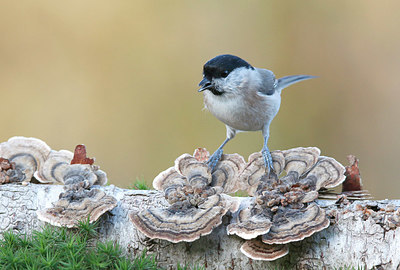 BUITEN BEELD Foto: 358670