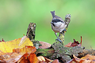 BUITEN BEELD Foto: 358672