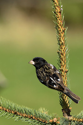 BUITEN BEELD Foto: 358715