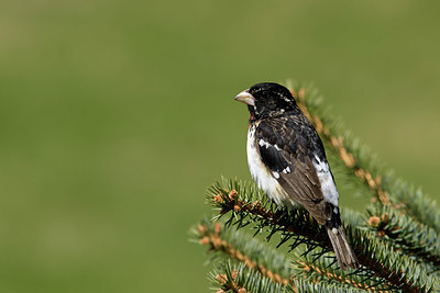 BUITEN BEELD Foto: 358731