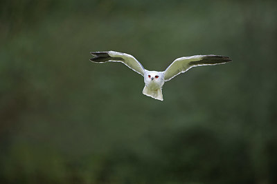 BUITEN BEELD Foto: 358751