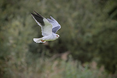 BUITEN BEELD Foto: 358752