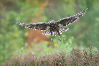 BUITEN BEELD Foto: 358755