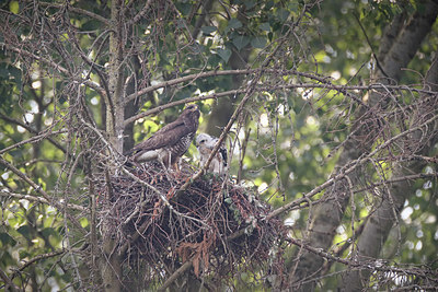 BUITEN BEELD Foto: 358757