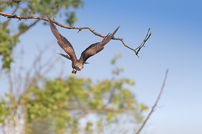 BUITEN BEELD Foto: 358762