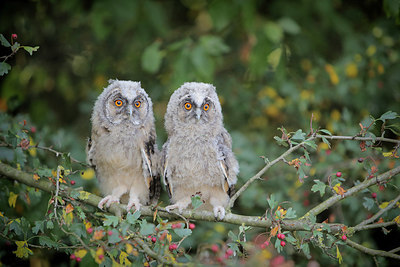 BUITEN BEELD Foto: 358766