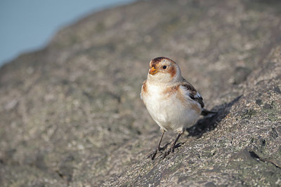 BUITEN BEELD Foto: 358771