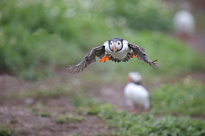 BUITEN BEELD Foto: 358806