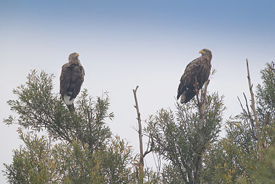 BUITEN BEELD Foto: 358824