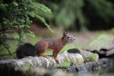 BUITEN BEELD Foto: 358831