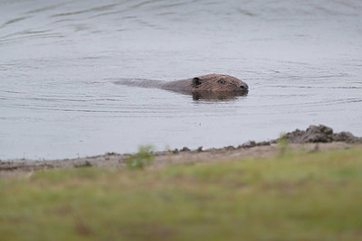 BUITEN BEELD Foto: 358835