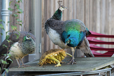 BUITEN BEELD Foto: 358857