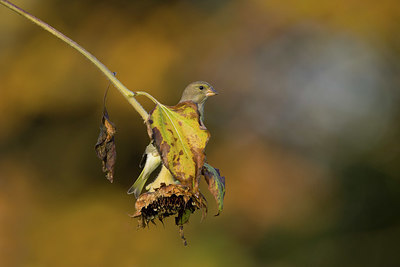 BUITEN BEELD Foto: 358864