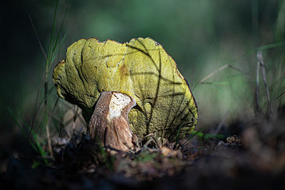 BUITEN BEELD Foto: 358868