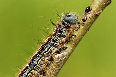 BUITEN BEELD Foto: 358875